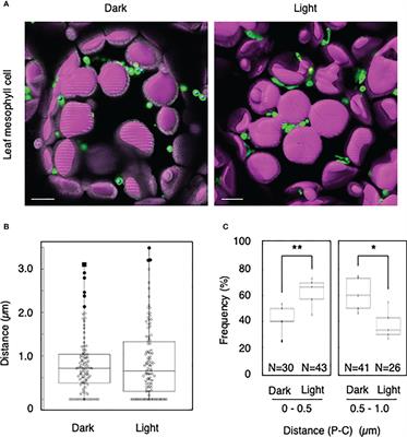 A high-throughput quantitative method to evaluate peroxisome-chloroplast interactions in Arabidopsis thaliana